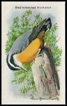 J9-6 12 Red-breasted Nuthatcher.jpg